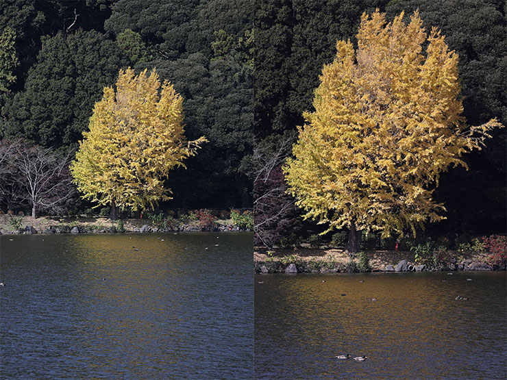 （左）RF70-200mm F4 L IS USM・200mmで撮影した銀杏の画像、（右）RF70-200mm F4 L IS USM・191mmで撮影した銀杏の画像
