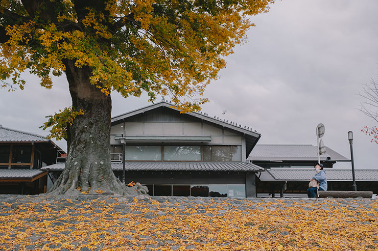 FUJIFILM（富士フイルム）X-T5・フジノンXF30mmF2.8 R LM WR Macroで撮影した大木と家屋の風景画像