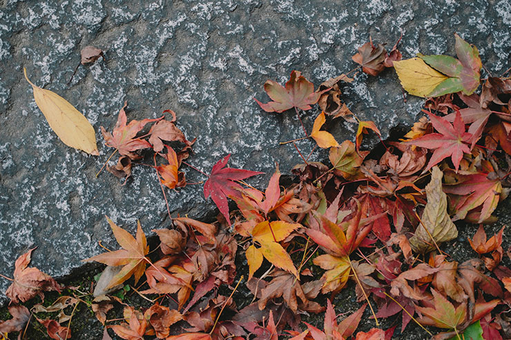 FUJIFILM（富士フイルム）X-T5・フジノンXF30mmF2.8 R LM WR Macroで撮影した道端に落ちた紅葉の画像