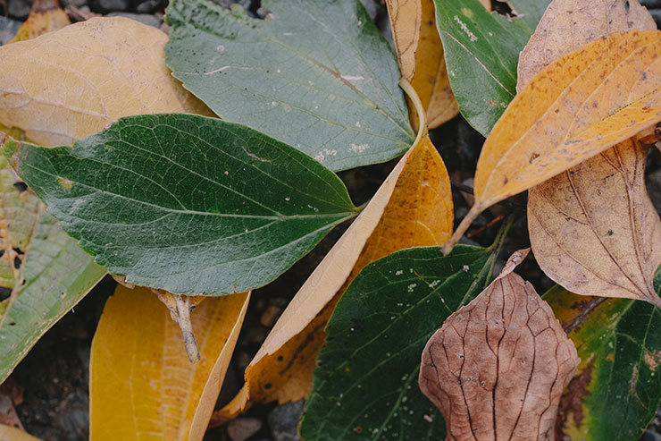 FUJIFILM（富士フイルム）X-T5・フジノンXF30mmF2.8 R LM WR Macroで撮影した落ち葉のアップの画像