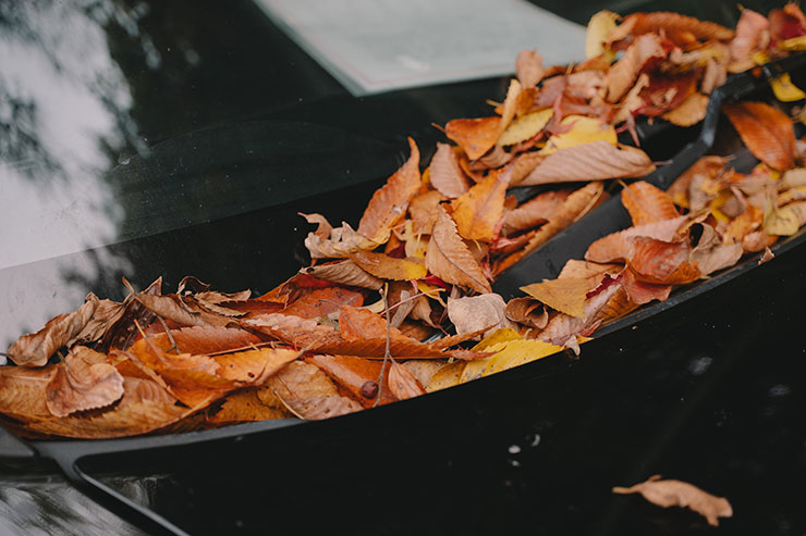 FUJIFILM（富士フイルム）X-T5・フジノンXF30mmF2.8 R LM WR Macroで撮影した落ち葉の画像