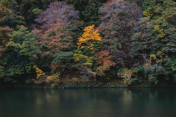 FUJIFILM（富士フイルム）X-T5・フジノンXF30mmF2.8 R LM WR Macroで撮影した木々の画像