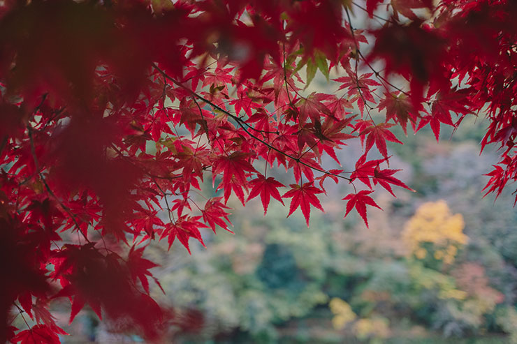 FUJIFILM（富士フイルム）X-T5・フジノンXF30mmF2.8 R LM WR Macroで撮影した紅葉の画像