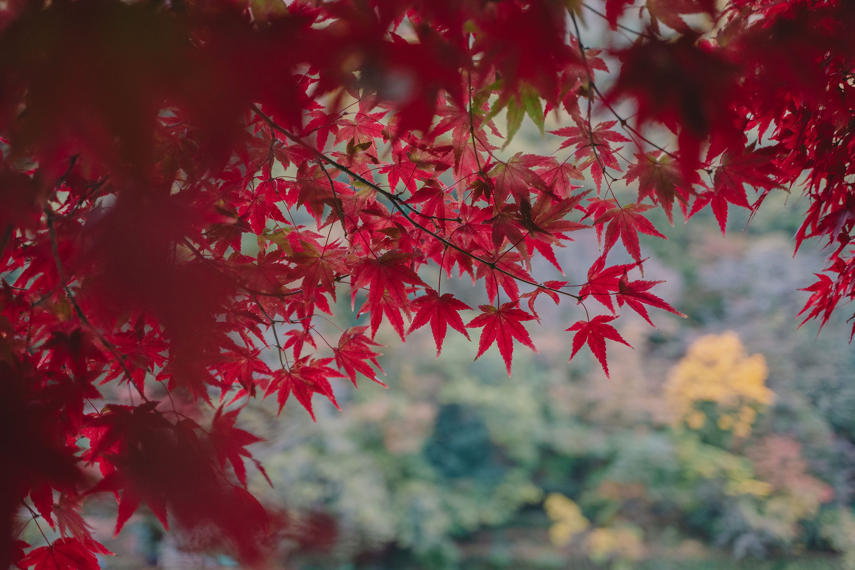 FUJIFILM フジノン XF30mmF2.8 R LM WR Macro レビュー✕ 澤村洋 FUJIFILM フジノン XF30mmF2.8 R LM WR Macro レビュー✕ 澤村洋
