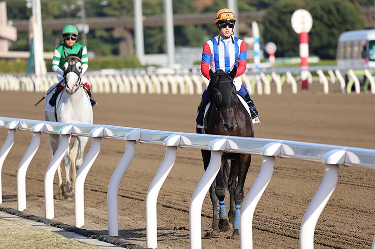 被写体検出「自動」・RF100-500mm F4.5-7.1 L IS USMで撮影した撮影した黒い馬と白い馬の画像