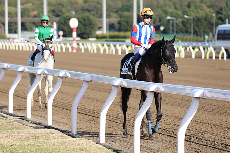 被写体検出「自動」・RF100-500mm F4.5-7.1 L IS USMで撮影した黒い馬と白い馬が歩いてくる画像