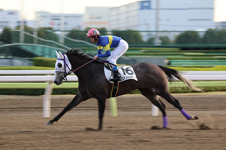 被写体検出「自動」・RF70-200mm F2.8L IS USMで撮影した青と黄色のユニフォーム姿の騎手と馬の画像