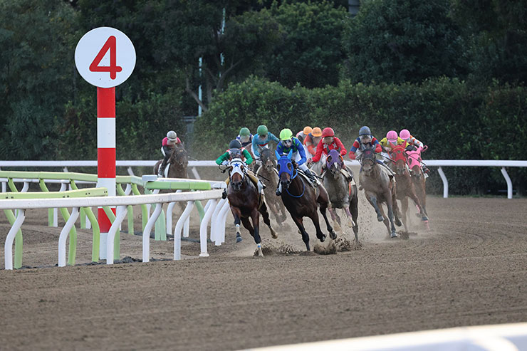 被写体検出「動物優先」・RF100-500mm F4.5-7.1 L IS USMで撮影した最終コーナーに走ってくる馬の画像