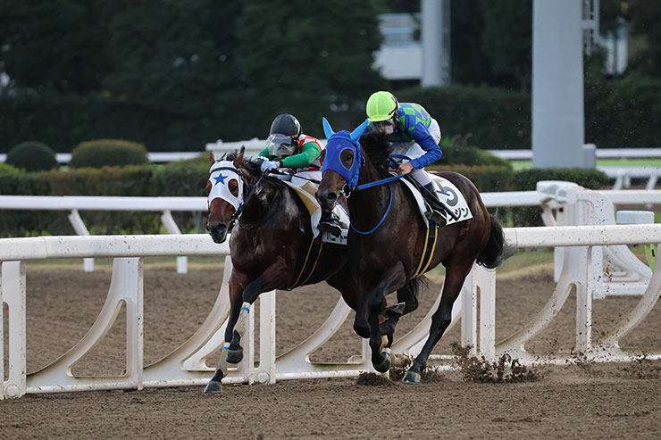被写体検出「動物優先」・RF100-500mm F4.5-7.1 L IS USMで撮影した競う２頭の馬の画像