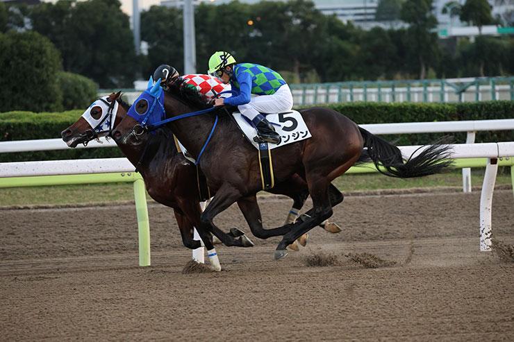 被写体検出「動物優先」・RF100-500mm F4.5-7.1 L IS USMで撮影したゴール前の馬の画像