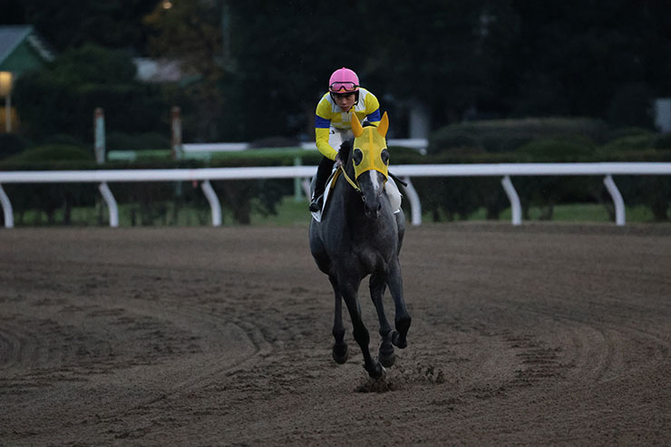 被写体検出「人物」・RF100-500mm F4.5-7.1 L IS USMで撮影した陽が落ちた中走る馬の画像