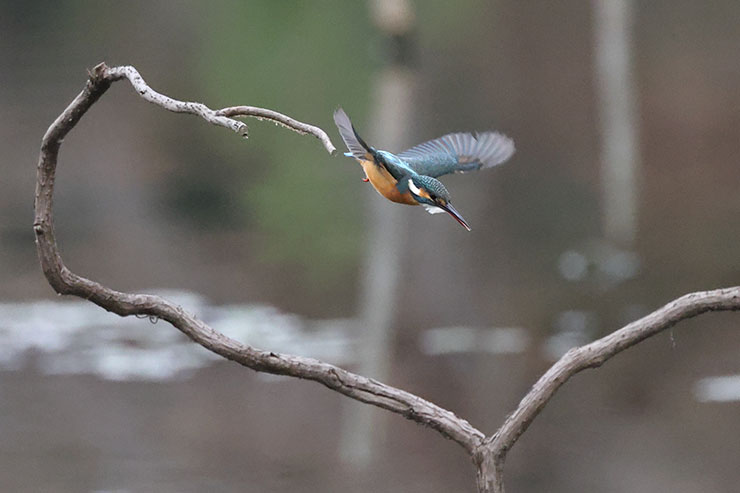 被写体検出「動物優先」・RAWバーストモード・プリ撮影・RF100-500mm F4.5-7.1 L IS USM・エクステンダーRF×1.4で撮影した獲物を狙うカワセミの画像