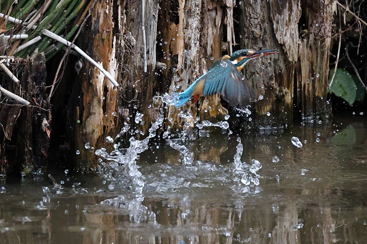 被写体検出「動物優先」・RAWバーストモード・プリ撮影・RF100-500mm F4.5-7.1 L IS USM・エクステンダーRF×1.4で撮影したエビを咥えたカワセミの画像