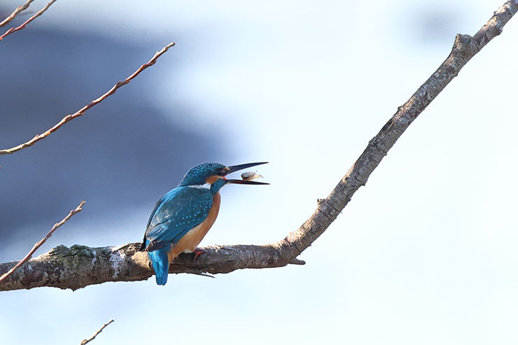 被写体検出「動物優先」・RAWバーストモード・プリ撮影・RF100-500mm F4.5-7.1 L IS USM・エクステンダーRF×1.4で撮影したカワセミが獲物を咥え直す瞬間の画像