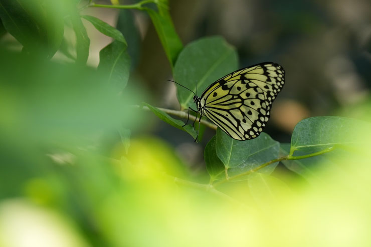 SIGMA（シグマ）60-600mm F4.5-6.3 DG DN OS | Sports 作例7