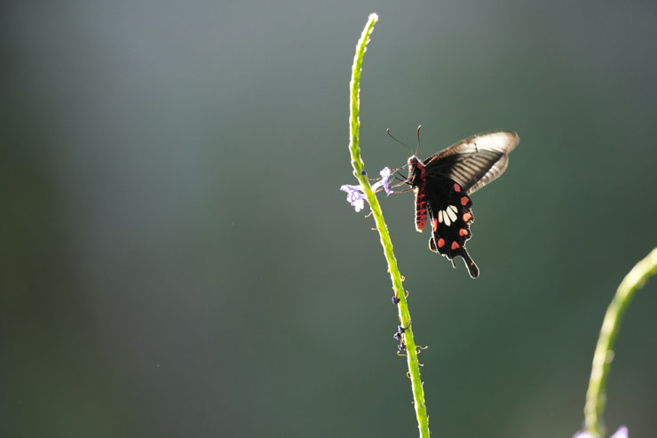 SIGMA（シグマ）60-600mm F4.5-6.3 DG DN OS | Sports 作例8