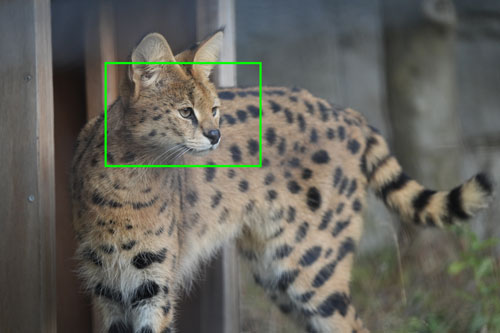 SIGMA（シグマ）60-600mm F4.5-6.3 DG DN OS | Sports 解像感作例