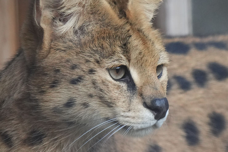 SIGMA（シグマ）60-600mm F4.5-6.3 DG DN OS | Sports 解像感作例拡大