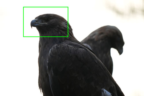 SIGMA（シグマ）60-600mm F4.5-6.3 DG DN OS | Sports フリンジ作例