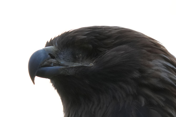 SIGMA（シグマ）60-600mm F4.5-6.3 DG DN OS | Sports フリンジ作例拡大