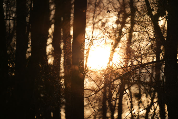 SIGMA（シグマ）60-600mm F4.5-6.3 DG DN OS | Sports フレア/ゴースト作例