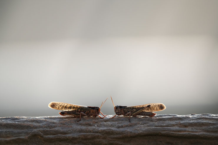 SIGMA（シグマ）60-600mm F4.5-6.3 DG DN OS | Sports 作例9