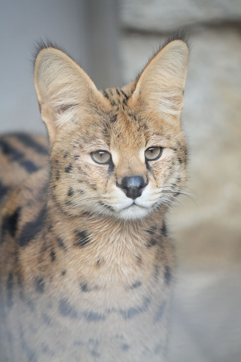 SIGMA（シグマ）60-600mm F4.5-6.3 DG DN OS | Sports 作例1