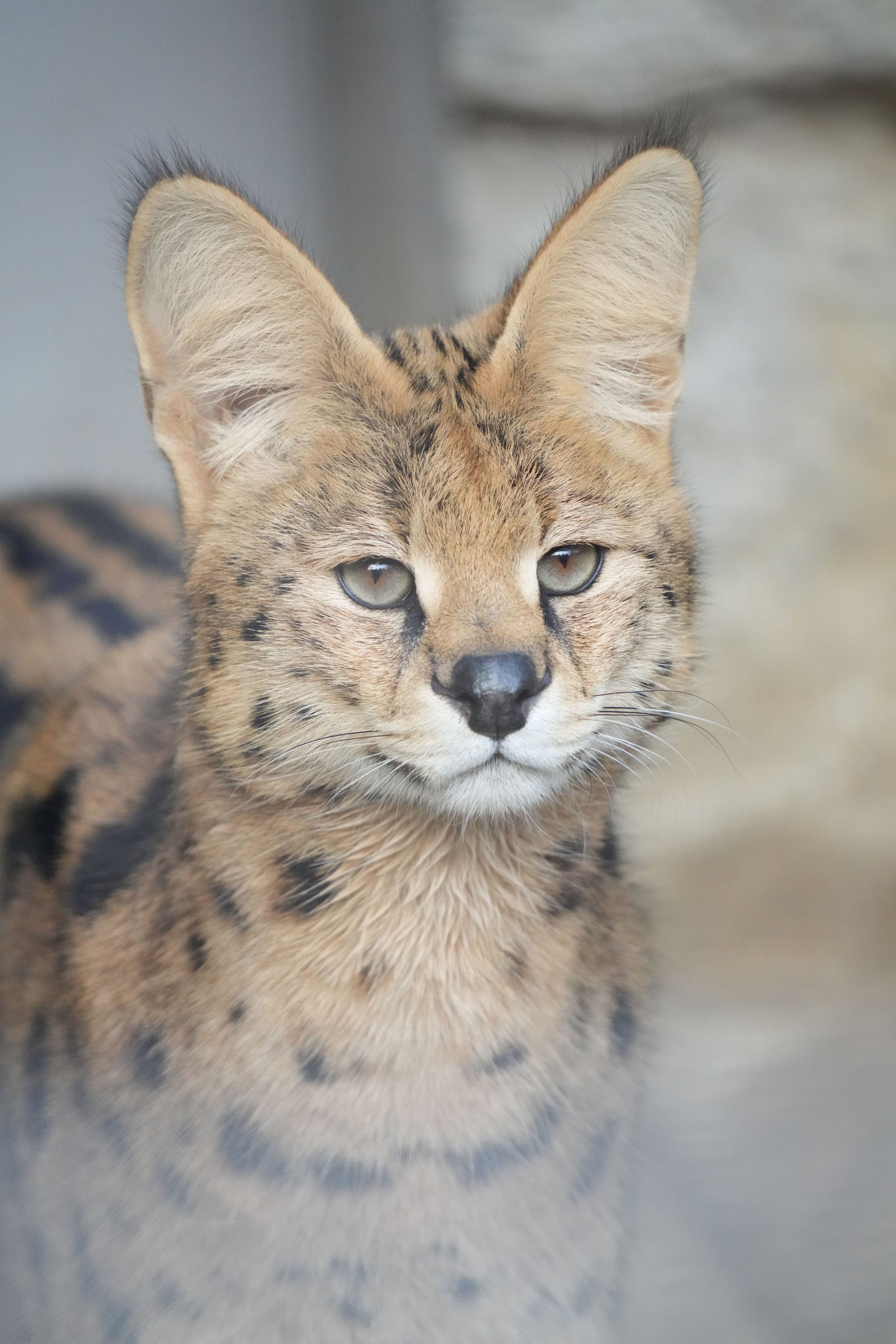 SIGMA 60-600mm F4.5-6.3 DG DN OS | Sports 実写レビュー