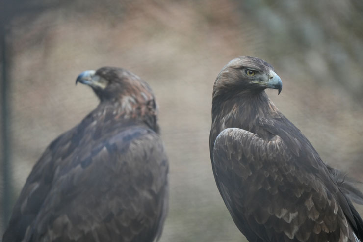 SIGMA（シグマ）60-600mm F4.5-6.3 DG DN OS | Sports 作例2