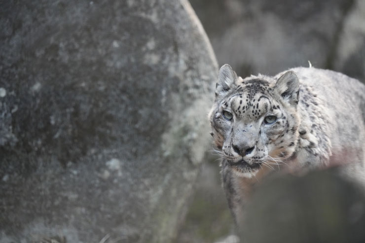 SIGMA（シグマ）60-600mm F4.5-6.3 DG DN OS | Sports 作例3