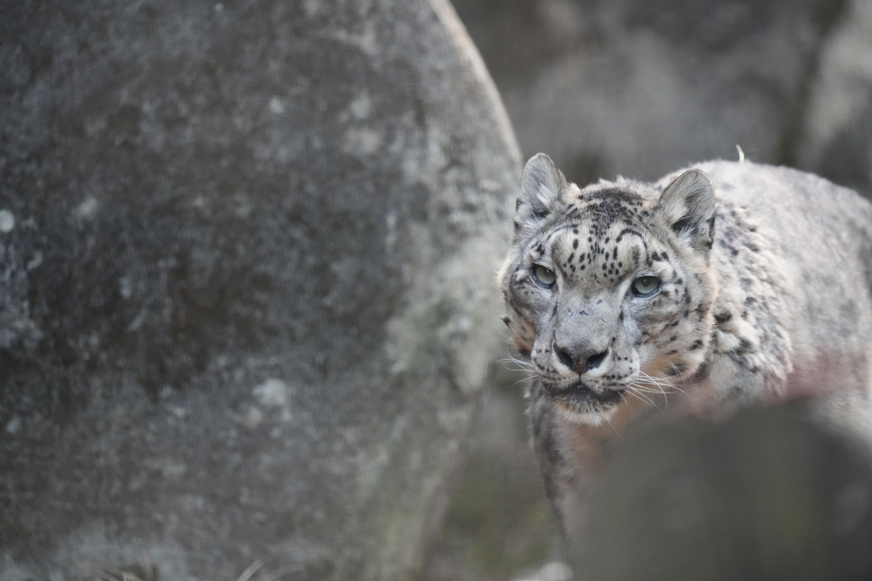 SIGMA 60-600mm F4.5-6.3 DG DN OS | Sports 実写レビュー