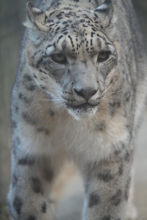 SIGMA（シグマ）60-600mm F4.5-6.3 DG DN OS | Sports 作例4