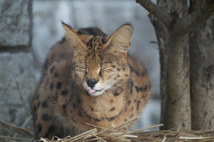 SIGMA（シグマ）60-600mm F4.5-6.3 DG DN OS | Sports 作例5