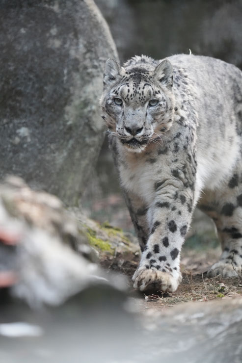 SIGMA（シグマ）60-600mm F4.5-6.3 DG DN OS | Sports 作例6