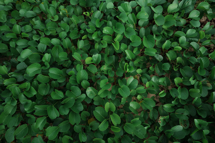 SONY α7R V・TAMRON 20-40mm F/2.8 Di III VXD・20mmで撮影した植物の画像