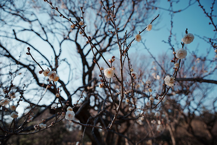 SONY α1・20mmで撮影した絞りF4の花の画像