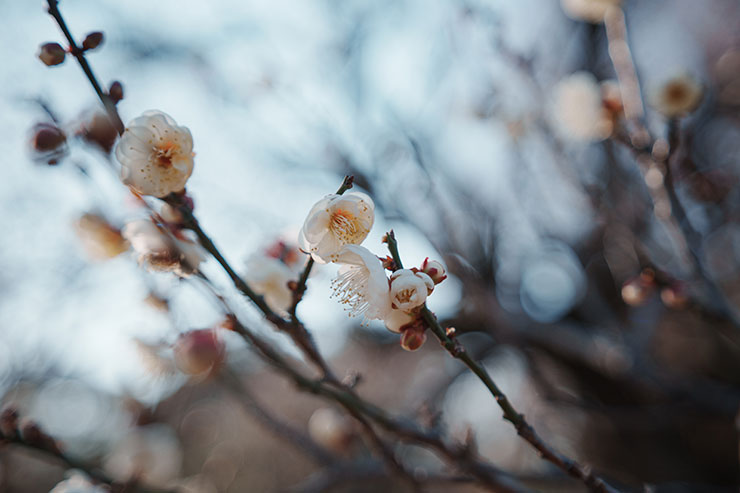 SONY α1・40mmで撮影した絞りF2.8の花の画像