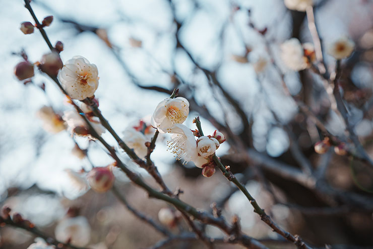 SONY α1・40mmで撮影した絞りF5.6の花の画像