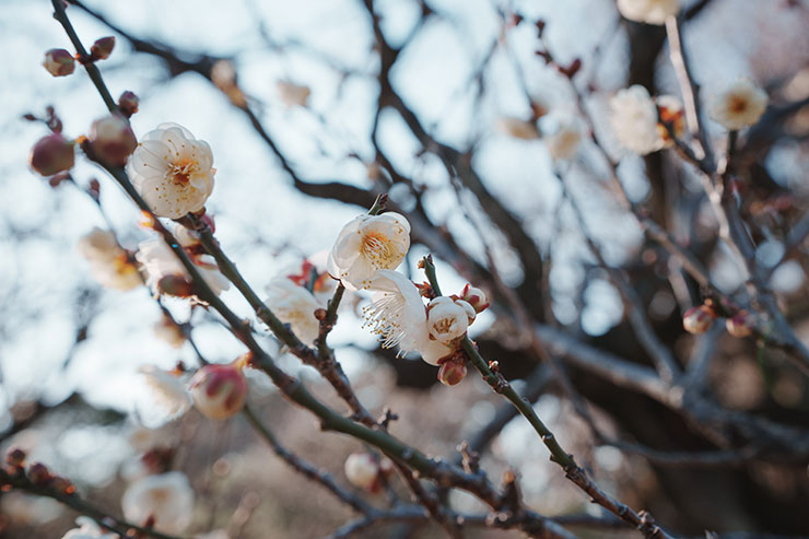 SONY α1・40mmで撮影した絞りF8の花の画像