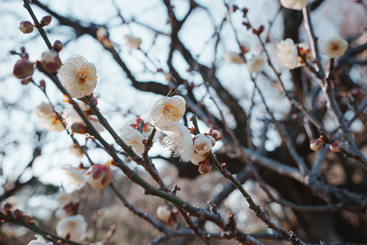 SONY α1・40mmで撮影した絞りF11の花の画像