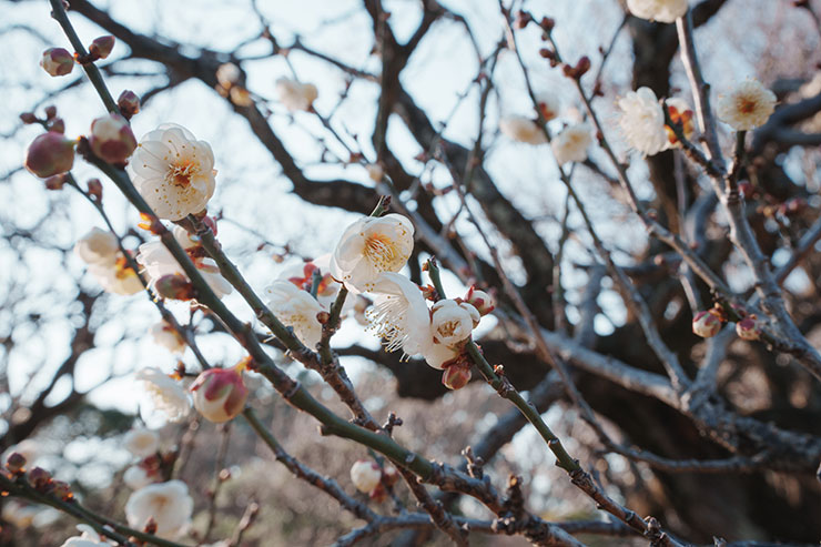 SONY α1・40mmで撮影した絞りF16の花の画像