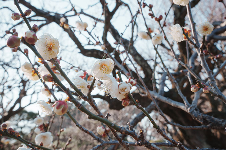 SONY α1・40mmで撮影した絞りF22の花の画像