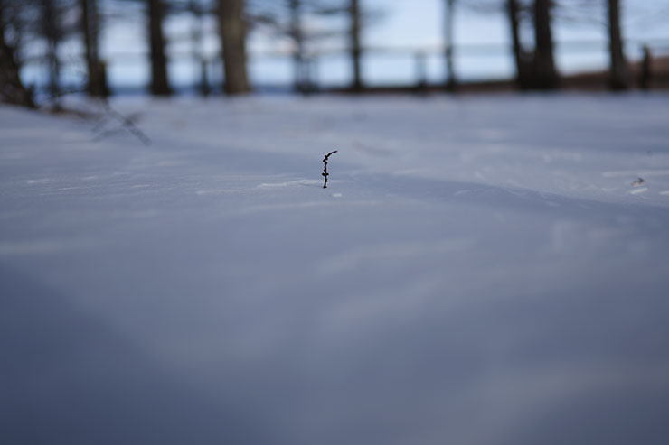 LUMIX S 50mm F1.8・50mmで撮影した積もった雪の画像