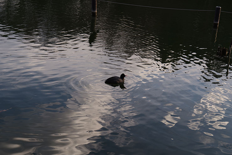 LUMIX S 20-60mm F3.5-5.6・60mmで撮影した湖を泳ぐカモの画像