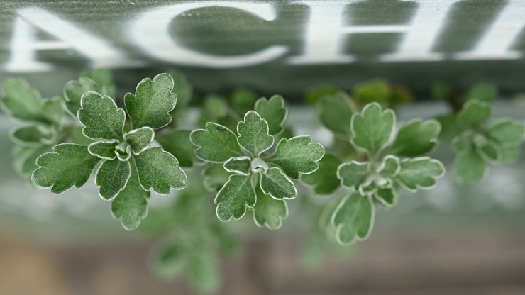 Sラインレンズで撮影した植物の画像