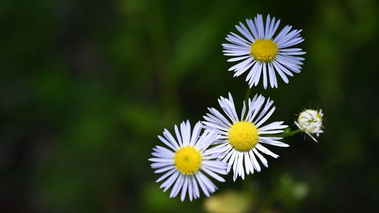 Nikonのカメラで撮影した白い花の画像
