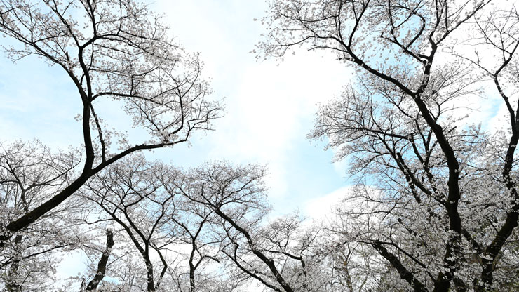 FXフォーマットカメラで撮影した桜
