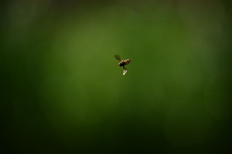 Nikon Z 9 + NIKKOR Z 100-400mm f/4.5-5.6 VR S・400mmで撮影した虫