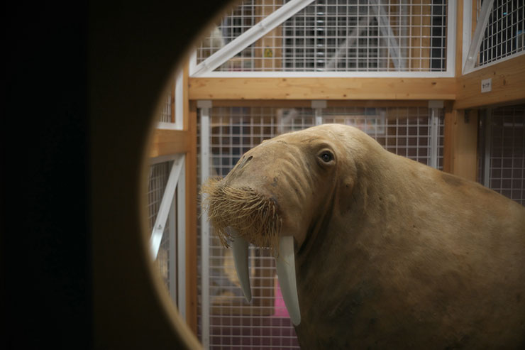 LEICA M10-Pで撮影した動物の画像