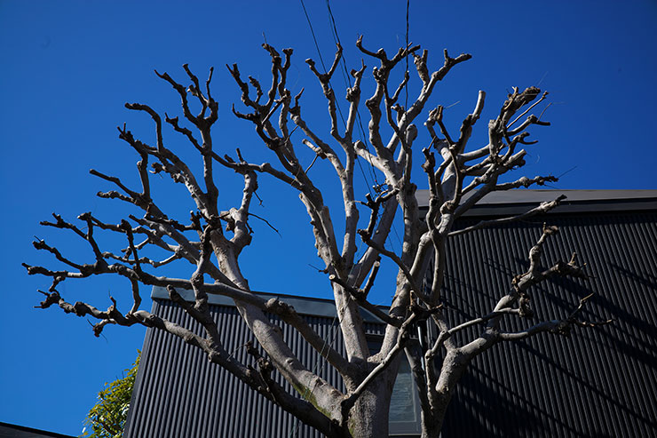 LEICA M10-Pで撮影した木の画像